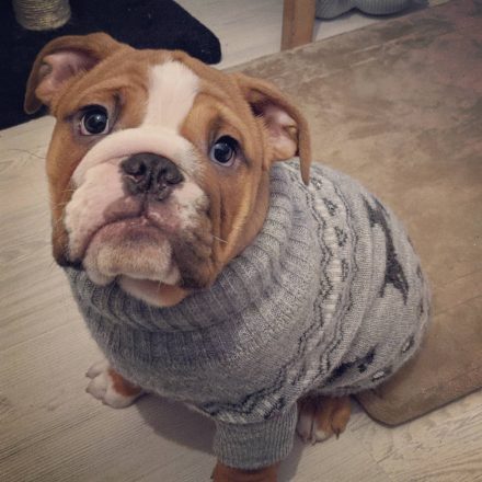 Un bulldog anglais portant un pull.