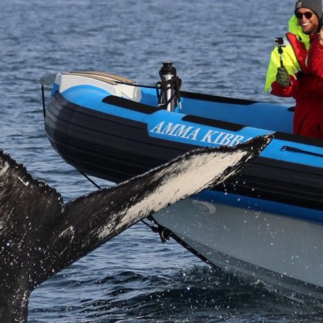 Excursión en barco RIB de ballenas y frailecillos en Husavik