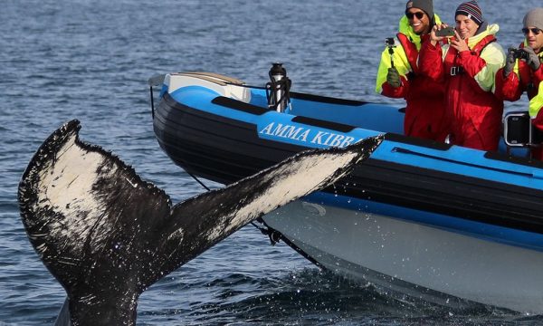 Excursion en bateau semi-rigide avec les baleines et les macareux à Husavik