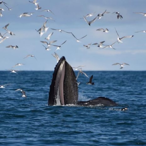 Excursion d'observation des baleines au départ d'Akureyri dans le nord de l'Islande