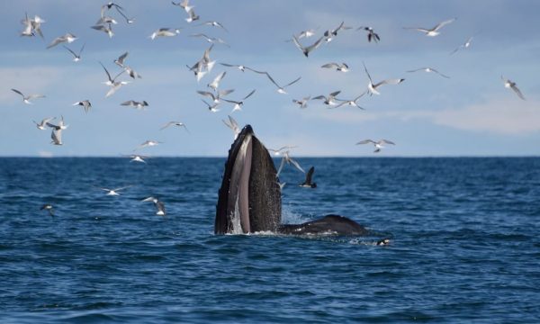 Tour de avistamiento de ballenas desde Akureyri en el norte de Islandia