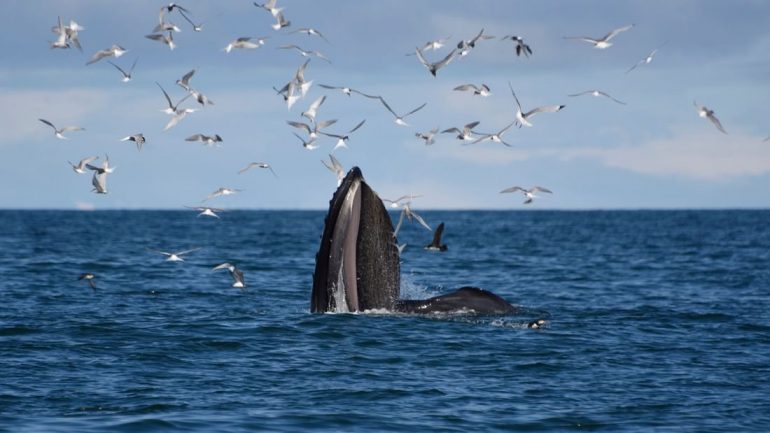 Whale Watching Tour from Akureyri in North Iceland