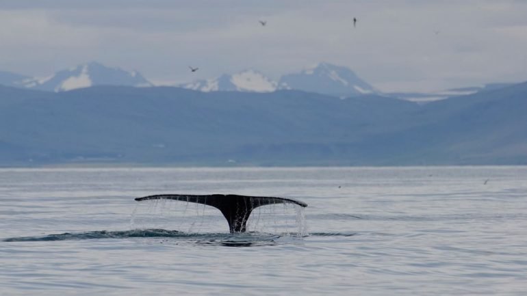 Una cola de ballena rompiendo el océano en el norte de Islandia, una montaña en el fondo