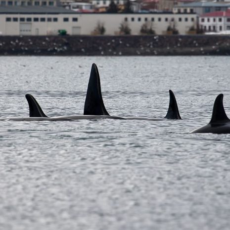Avistamiento de ballenas en invierno desde Grundarfjörður