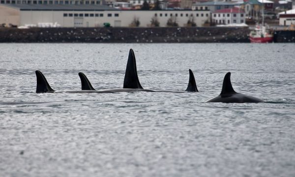 Avistamiento de ballenas en invierno desde Grundarfjörður