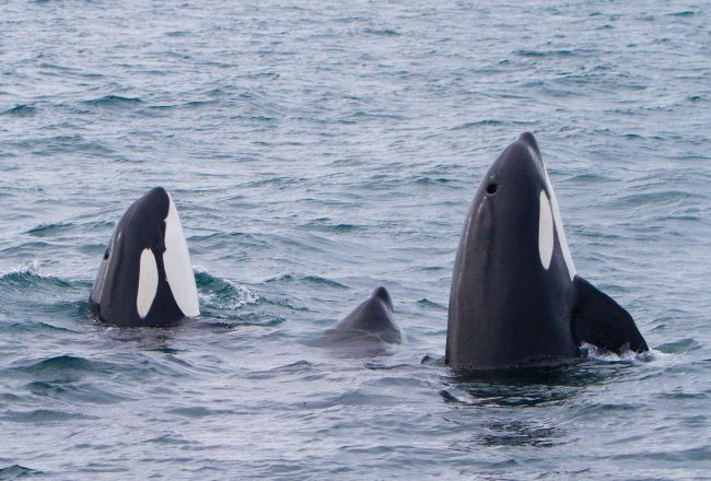 Whale Watching From Ólafsvík Town on Iceland’s Snæfellsnes Peninsula