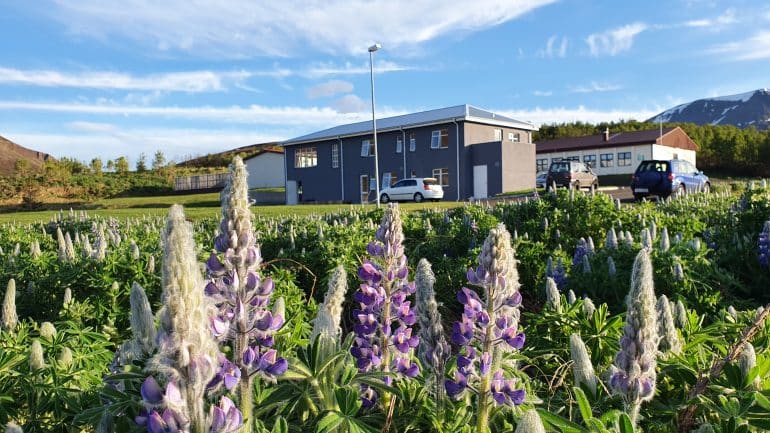 Blue lupin flowers in front of Sóti Lodge in North Iceland.