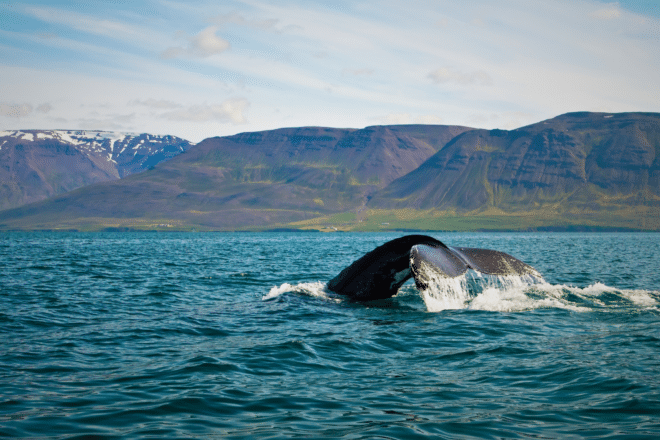 La queue d'une baleine à bosse hurle brisant l'océan en Islande, les montagnes en arrière-plan.