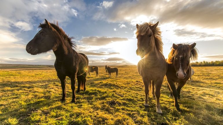 Icelandic horses at sunset