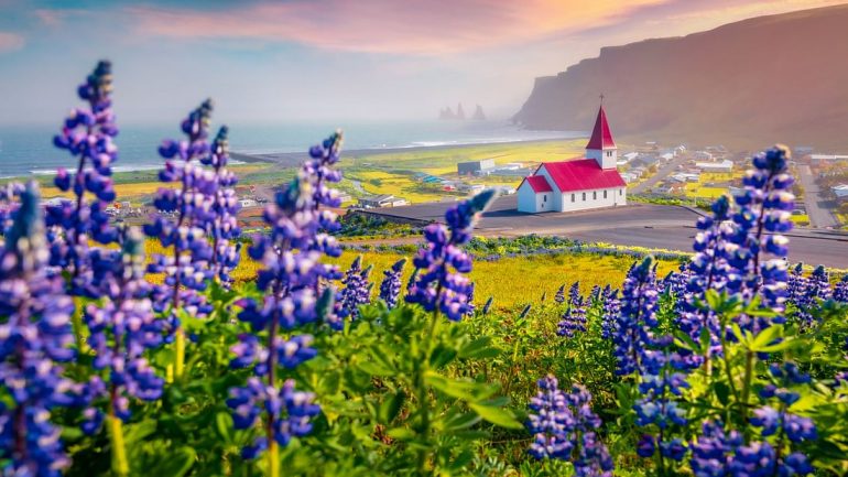 Vista de la iglesia de Vík en el sur de Islandia con flores azules de lupino en primer plano.