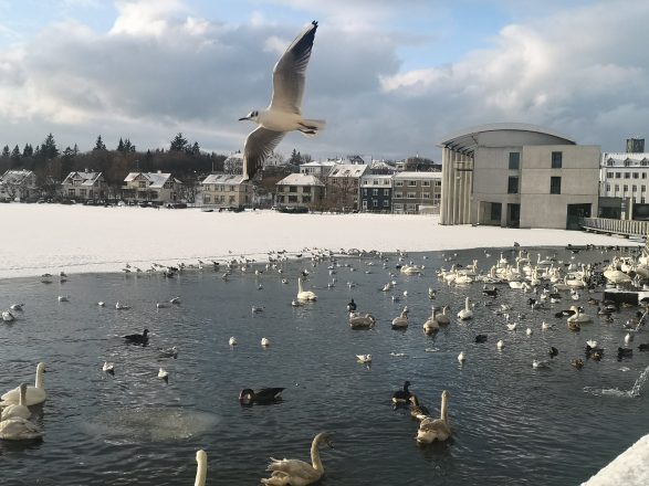 Pájaros en el lago Tjornin en Reykjavik con el Ayuntamiento al fondo.