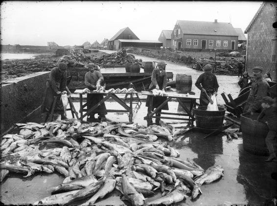 Hombres procesando pescado en Keflavik en 1915