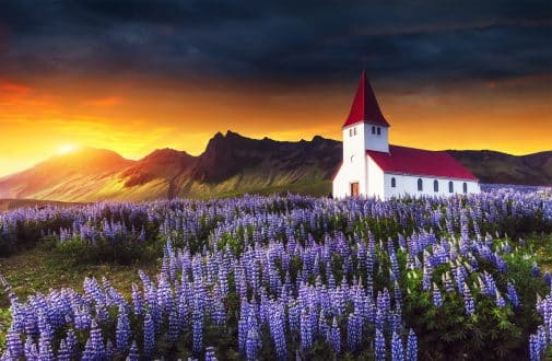 L'église de Vik entourée de fleurs bleues au coucher du soleil