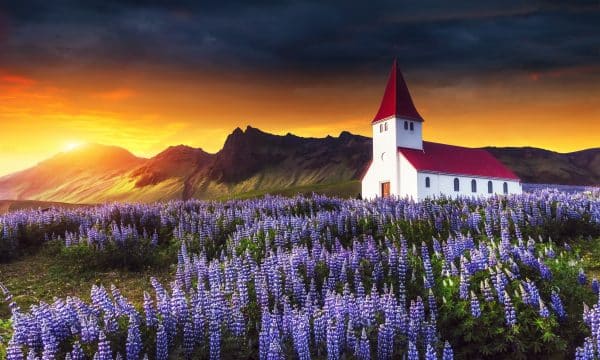 The church at Vik surrounded by blue flowers at sunset