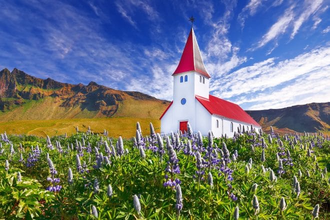 Espléndida vista de la iglesia de Vikurkirkja en el sur de Islandia con flores de lupino en flor.