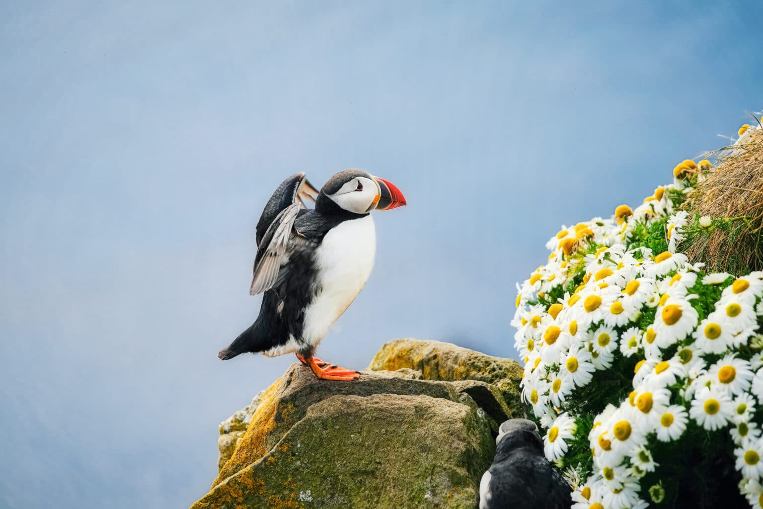 Puffin on a ledge with flowers in Iceland