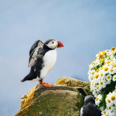 Puffin on a ledge with flowers in Iceland