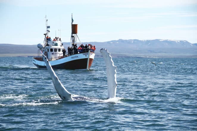 A whale peaking out of the ocean in front of a whale-watching boat in North Iceland.