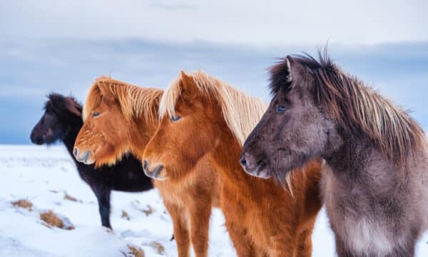 Tres caballos islandeses en invierno.