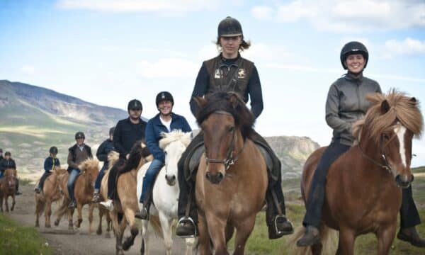 A group of people riding Icelandic horses in the summertime.