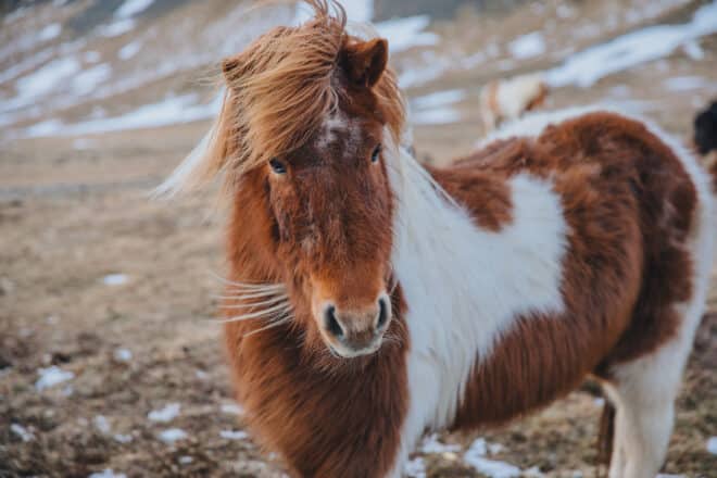 Brown and white furry Icelandic horse at winter.