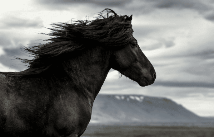 Black horse against a backdrop of grey Icelandic landscapes