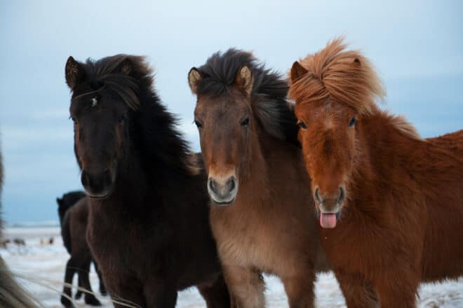 Tres caballos islandeses en invierno