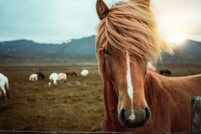 Icelandic horse looking into the camera at sunset with other horses in the background.