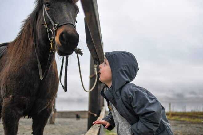 A little boy in a rain coat looking up at an Icelandic horse.