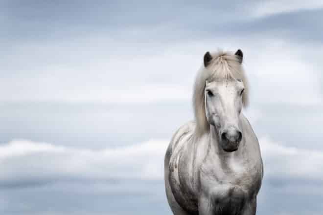 Un caballo islandés blanco parado frente a un fondo blanco y azul claro.