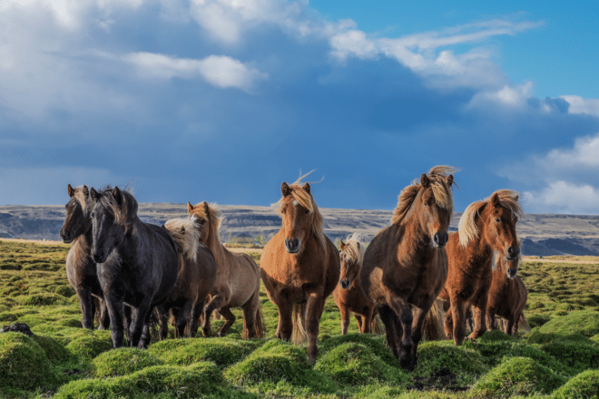 A group of Icelandic horses in pasture