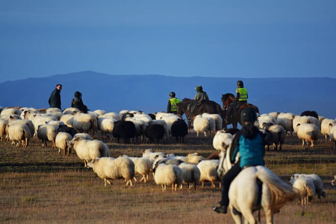 Personas a caballo reuniendo ovejas en Islandia