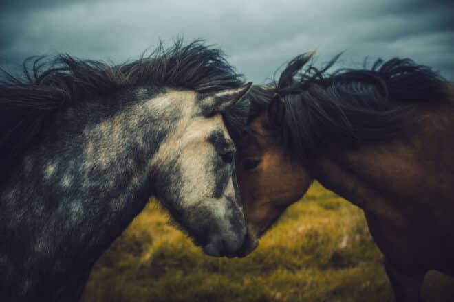Deux chevaux islandais se lient