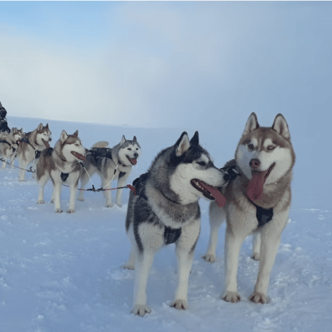 Huskie de Sibérie prêt à tirer un traîneau à chiens dans le Nord de l'Islande
