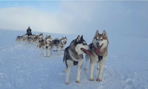 Huskie siberiano listo para tirar de un trineo tirado por perros en el norte de Islandia