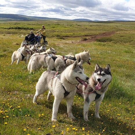 A group of huskies pulling a cart on dry land in North Iceland