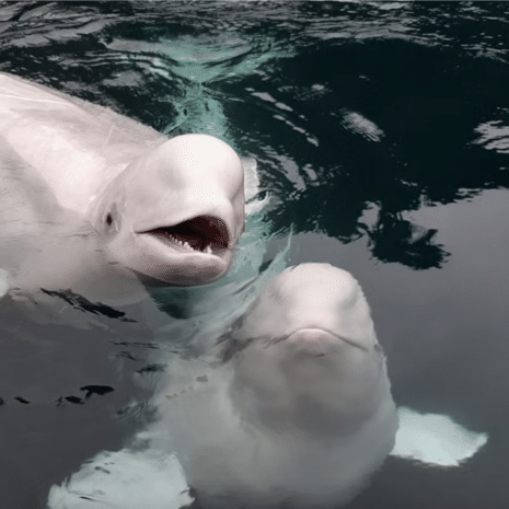 Two beluga whales in water at beluga sanctuary in the Westman Islands, Iceland