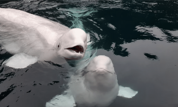 Two beluga whales in water at beluga sanctuary in the Westman Islands, Iceland