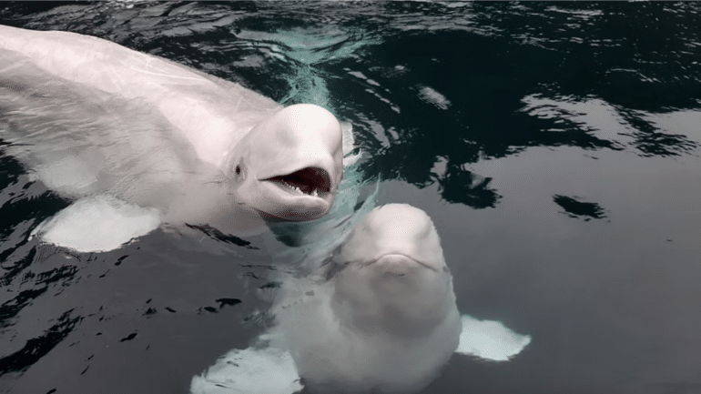 Two beluga whales in water at beluga sanctuary in the Westman Islands, Iceland