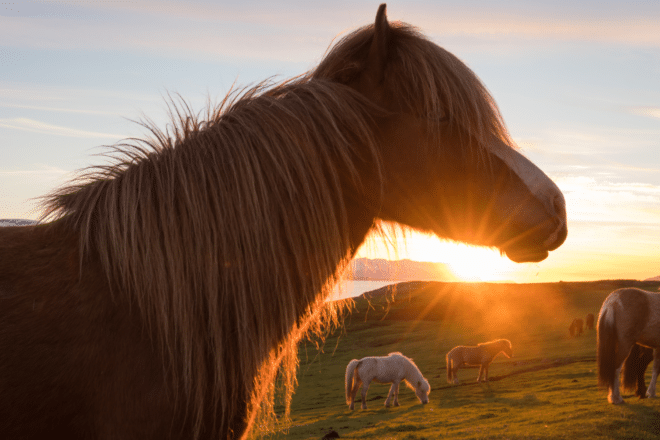Une silhouette d'un cheval islandais au coucher du soleil