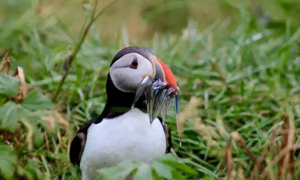 A puffin with a mouthful of fish in Iceland