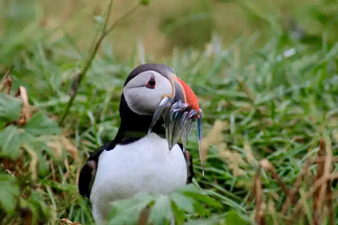 A puffin with a mouthful of fish in Iceland
