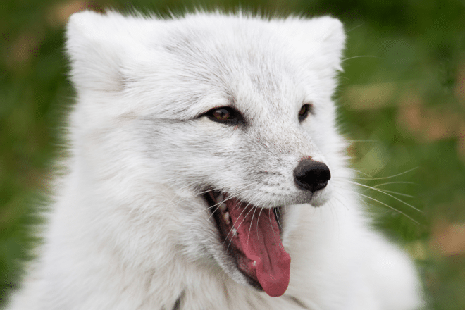 Arctic fox closeup head shot with open mouth having fun while playing