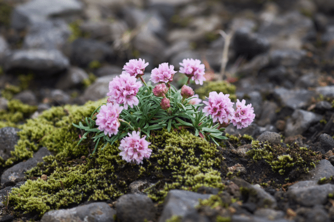 Flores rosas, Parque Nacional Landmannalaugar, Islandia