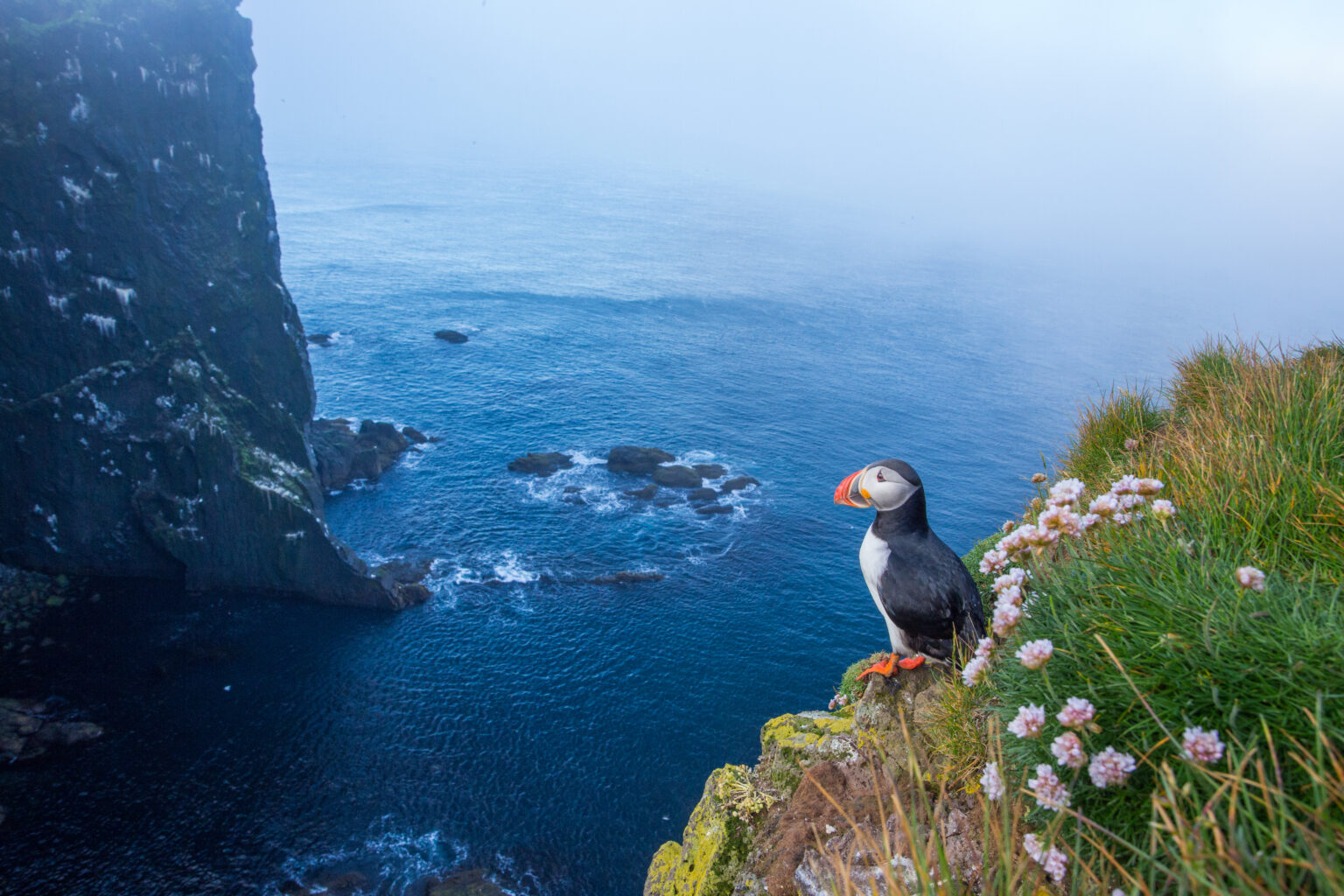 Atlantic puffin standing at Latrabjarg Cliffs in Iceland's Westfjords in the summertime.