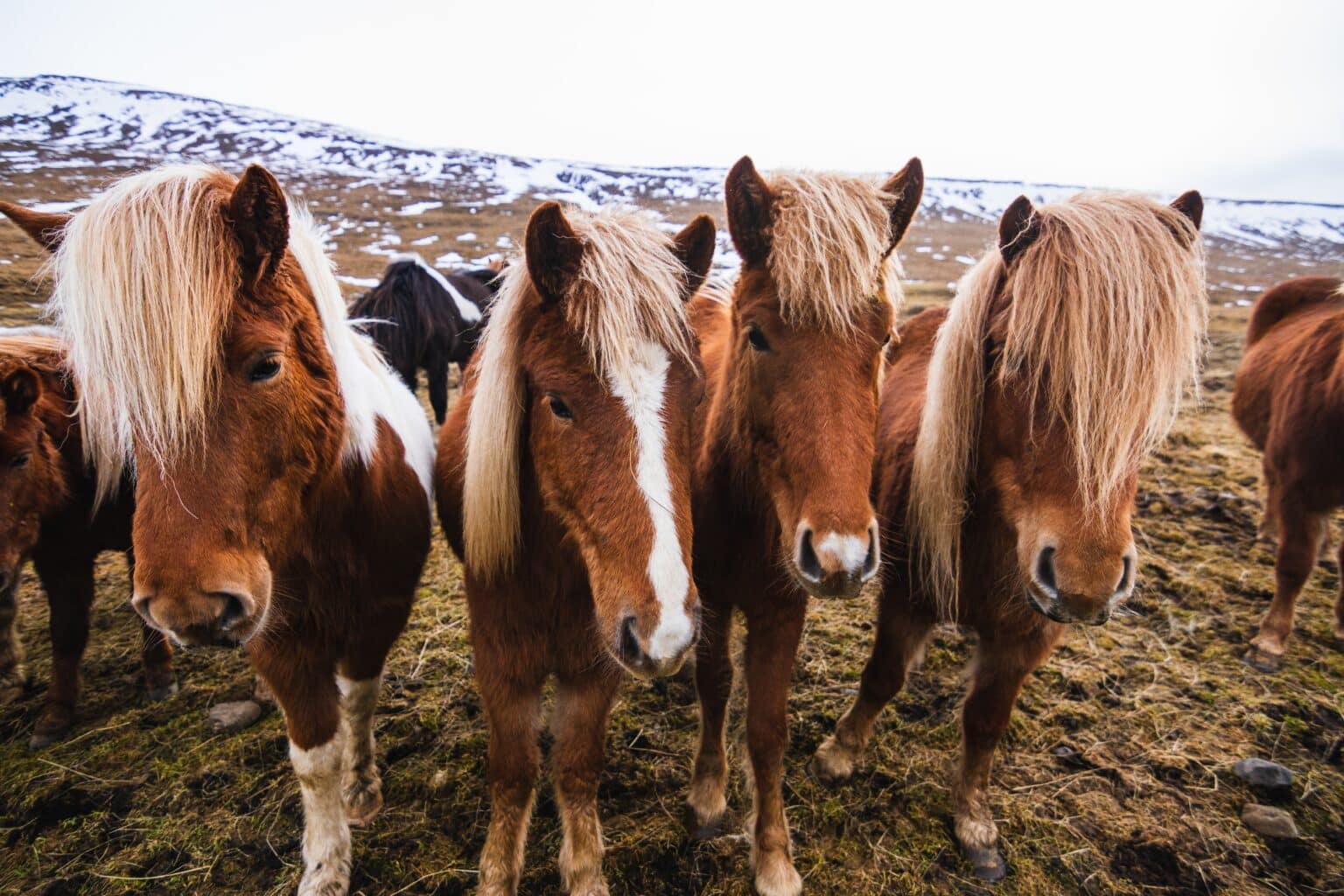 A closeup of Icelandic horses in a field covered in snow and grass under a cloudy sky in Iceland