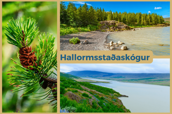 Een collage met foto's van het Hallormsstadaskogur bos; bomen en het Lagarfljot meer.