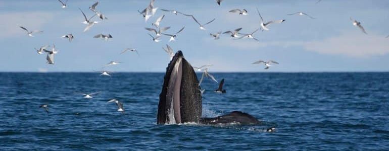 Whale feeding with birds flying around