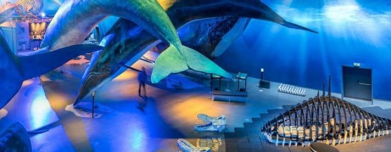 Inside the Whales of Iceland museum you can see life sized whales hanging from the ceiling