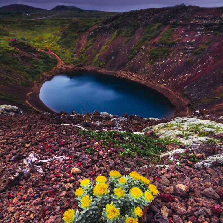 Flores frente al lago del cráter Kerid en el suroeste de Islandia.
